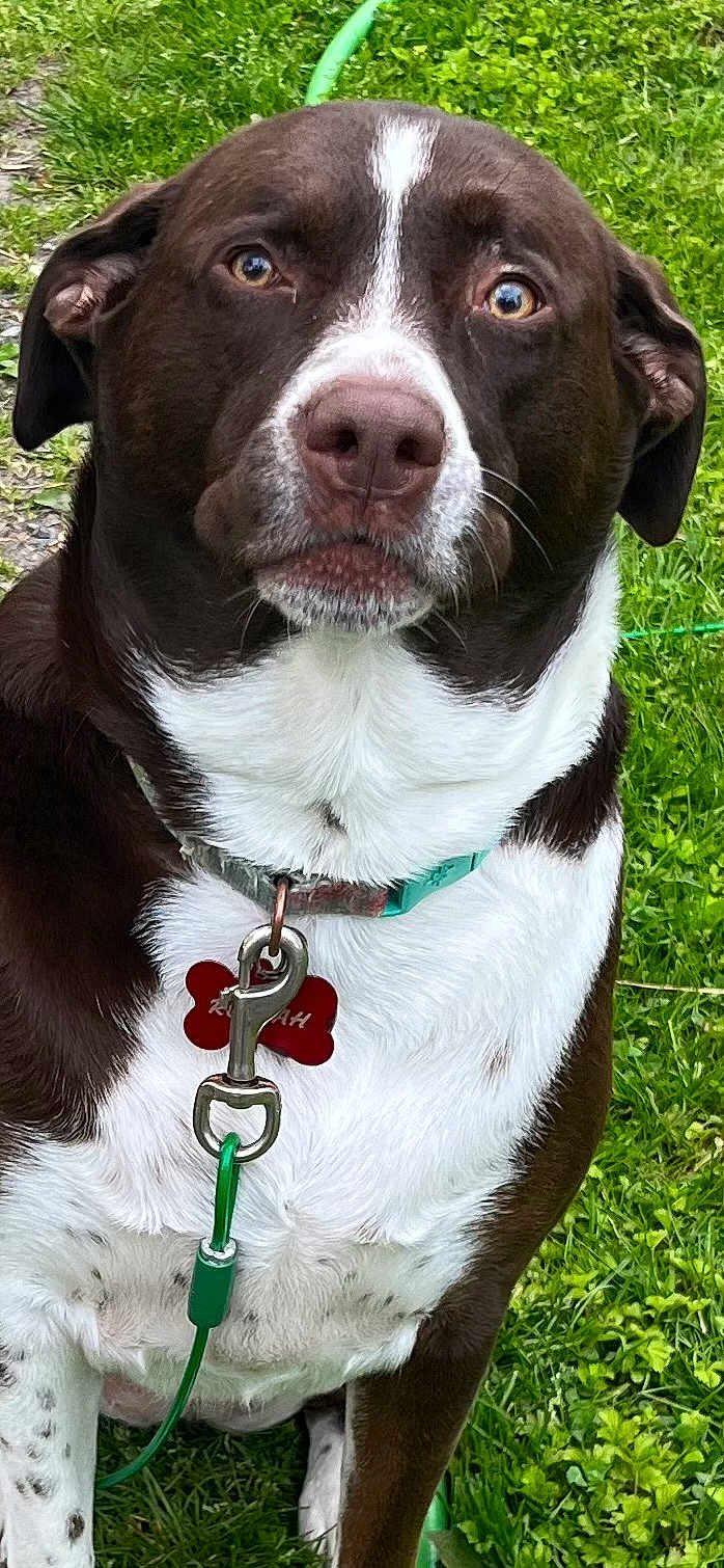 Rustah joined the competition — help win amazing prizes! dog, brown_and_white, collar, leash, grass, outdoor, pet, canine, animal, close_up, tag, sitting, fur, ears, face, eyes, nose, mouth, nature, curious