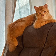 Simba joined the competition — help win amazing prizes! abyssinian, angora, animal, architecture, armchair, blanket, building, cat, chair, couch, cushion, furniture, homedecor, indoors, kitten, livingroom, manx, pet, room, siamese