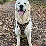 Volt a rejoint le concours — aidez-le/la à gagner de superbes lots ! dog, golden_retriever, animal, pet, outdoor, forest, trail, leaves, autumn, nature, canine, happy, sitting, tongue_out, fur, harness, path, trees, daylight, adventure