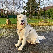 Volt participe au concours pour gagner de l'argent avec cette photo : dog, golden_retriever, sitting, outdoor, park, grass, trees, paved_path, happy, pet, canine, nature, daylight, leaves, collar, fur, animal, tongue_out, smiling, sky