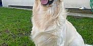 Volt participe au concours pour gagner de l'argent avec cette photo : dog, golden_retriever, grass, outdoor, pet, animal, canine, fur, tongue, sitting, friendly, mammal, house, window, yard, greenery, daylight, domestic_animal, cute, fluffy