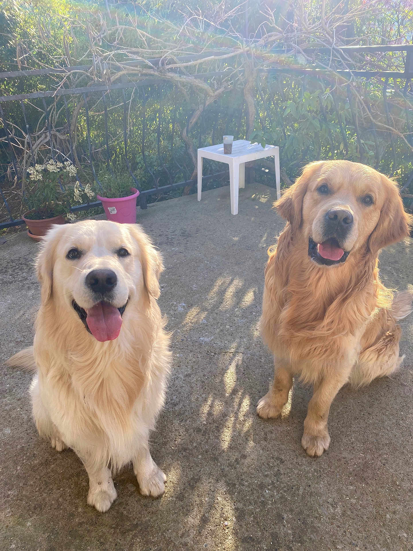 Volt participe au concours pour gagner de l'argent avec cette photo : dog, golden_retriever, pet, animal, outdoor, sunlight, happy, tongue_out, smiling, concrete, patio, plants, potted_plant, greenery, table, daylight, two_dogs, canine, friendly, nature