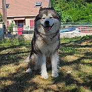 Rio a rejoint le concours — aidez-le/la à gagner de superbes lots ! dog, alaskan_malamute, sitting, grass, outdoor, sunlight, house, red_shutters, fence, greenery, trees, pet, canine, happy, smiling, fur, nature, daylight, yard, domestic_animal
