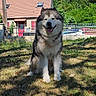 dog, alaskan_malamute, sitting, grass, outdoor, sunlight, house, red_shutters, fence, greenery, trees, pet, canine, happy, smiling, fur, nature, daylight, yard, domestic_animal