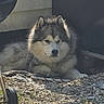 Rio a rejoint le concours — aidez-le/la à gagner de superbes lots ! dog, husky, malamute, outdoor, pebbles, sunlight, chew_toy, fur, pet, animal, resting, shade, wheel, grill, garden, nature, closeup, quiet, relaxed, fluffy