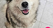 Rio participe au concours pour gagner de l'argent avec cette photo : dog, happy, smiling, fluffy, sitting, indoor, tile_floor, pet, canine, fur, ears, face, mouth_open, teeth, eyes, looking_up, heart_sticker, furniture, home, cute