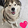 dog, happy, smiling, fluffy, sitting, indoor, tile_floor, pet, canine, fur, ears, face, mouth_open, teeth, eyes, looking_up, heart_sticker, furniture, home, cute