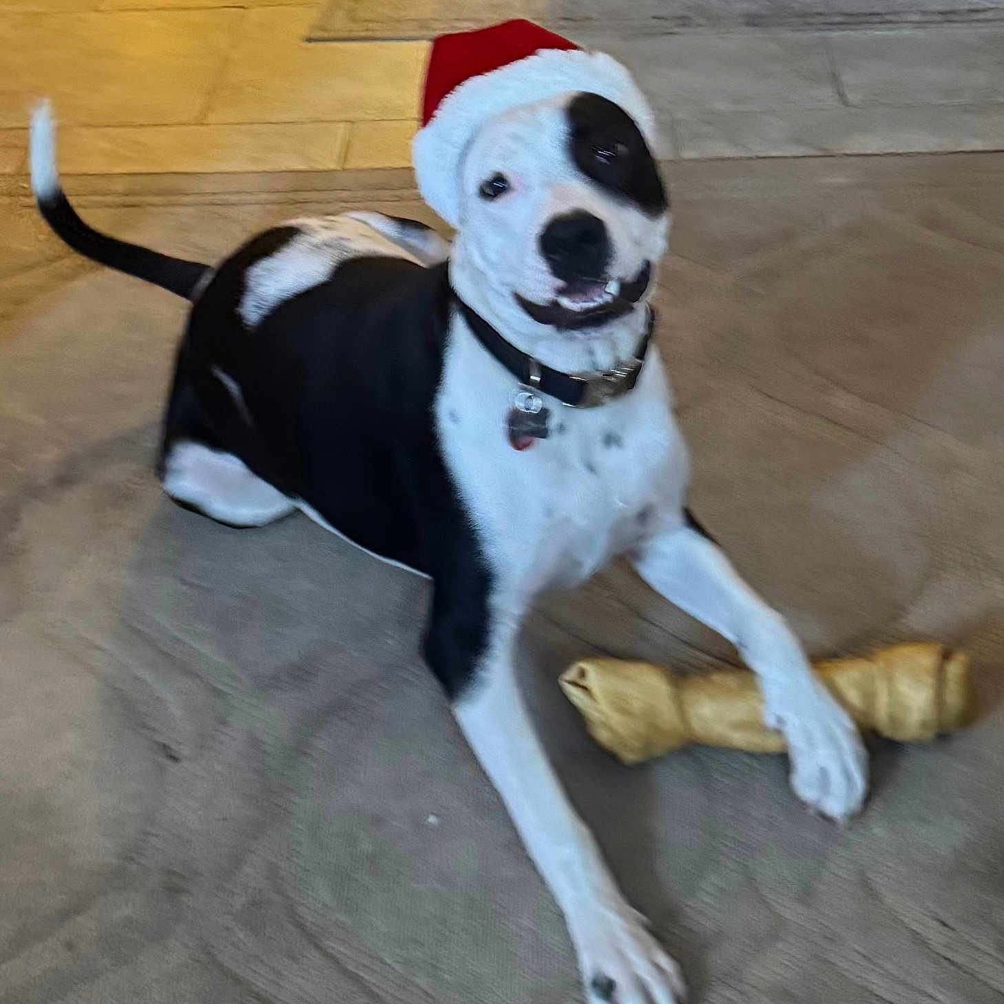 Sully is registered to the contest to win money with this photo: animal, black_and_white, bone, canine, carpet, collar, cute, dog, domestic_animal, festive, floor, happy, holiday, indoor, lying_down, pet, playful, santa_hat, smiling, tail