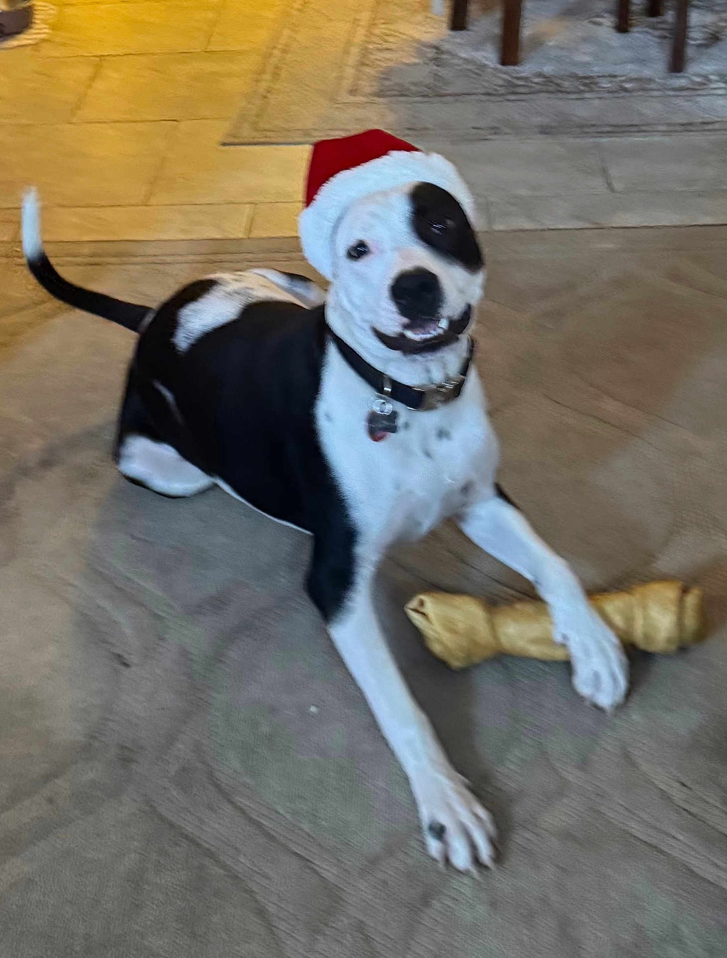 Sully is registered to the contest to win money with this photo: dog, black_and_white, santa_hat, carpet, bone, pet, indoor, playful, smiling, collar, tail, floor, cute, animal, domestic_animal, happy, lying_down, holiday, festive, canine