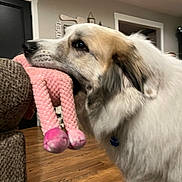Sakari joined the competition — help win amazing prizes! dog, plush_toy, indoor, living_room, wooden_floor, furniture, pet, canine, fluffy, toy, house, home_decor, brown, white, animal, domestic_animal, cute, soft, nose, ears