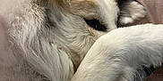 Sakari joined the competition — help win amazing prizes! animal, bed, blanket, brown, closeup, cozy, cute, dog, ears, face, fur, indoor, lying_down, paw, pet, relaxed, resting, sleeping, soft, white