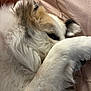 Sakari joined the competition — help win amazing prizes! dog, paw, fur, sleeping, cozy, cute, pet, animal, white, brown, lying_down, closeup, soft, resting, indoor, bed, blanket, relaxed, ears, face
