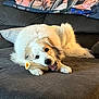 Sakari joined the competition — help win amazing prizes! dog, bone, couch, blanket, indoor, pet, chewing, white_fur, fur, relaxed, cozy, living_room, home, animal, paw, snout, cute, laying_down, fur_texture, domestic_animal