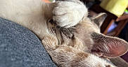 Swiss is registered to the contest to win money with this photo: cat, sleeping, paw, close_up, fur, indoor, relaxed, cozy, pet, animal, whiskers, ear, soft, cute, napping, comfort, resting, feline, home, snuggling