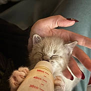 Swiss is registered to the contest to win money with this photo: kitten, baby_bottle, hand, nails, fingernails, sleepy, cute, feeding, small, fur, paws, domestic_cat, animal, pet, closeup, indoor, human_hand, soft_light, cozy, nurturing