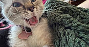 Swiss joined the competition — help win amazing prizes! animal, cat, close_up, collar, cozy, cute, domestic_cat, expression, feline, fur, green_blanket, home, indoor, knitted_blanket, mouth_open, pet, relaxed, soft_texture, tag, whiskers
