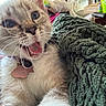 cat, close_up, indoor, pet, whiskers, fur, collar, tag, knitted_blanket, green_blanket, expression, mouth_open, cute, animal, domestic_cat, feline, cozy, soft_texture, relaxed, home