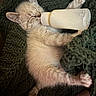 Swiss is registered to the contest to win money with this photo: kitten, cat, baby_bottle, sleeping, cozy, blanket, fur, cute, small, animal, pet, resting, soft, domestic_cat, pink_paw, closeup, indoor, feeding, relaxing, mammal