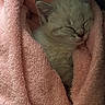 Swiss joined the competition — help win amazing prizes! kitten, cat, sleeping, pink_towel, cozy, fluffy, soft_texture, nap, cute, pet, animal, fur, whiskers, closed_eyes, resting, indoor, snug, warm, small, adorable