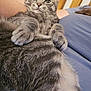 Chive is registered to the contest to win money with this photo: animal, blue_shirt, cat, claws, closeup, comfort, cozy, ears, eyes, feline, fur, gray, indoor, lap, person, pet, relaxing, tabby_cat, whiskers, wooden_paneling