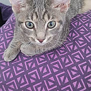 Chive joined the competition — help win amazing prizes! animal, cat, close_up, cozy, cute, domestic, ears, eyes, feline, fur, gray_tabby, indoor, looking, patterned, pet, pillow, purple, relaxed, resting, whiskers