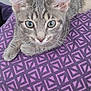 animal, cat, close_up, cozy, cute, domestic, ears, eyes, feline, fur, gray_tabby, indoor, looking, patterned, pet, pillow, purple, relaxed, resting, whiskers