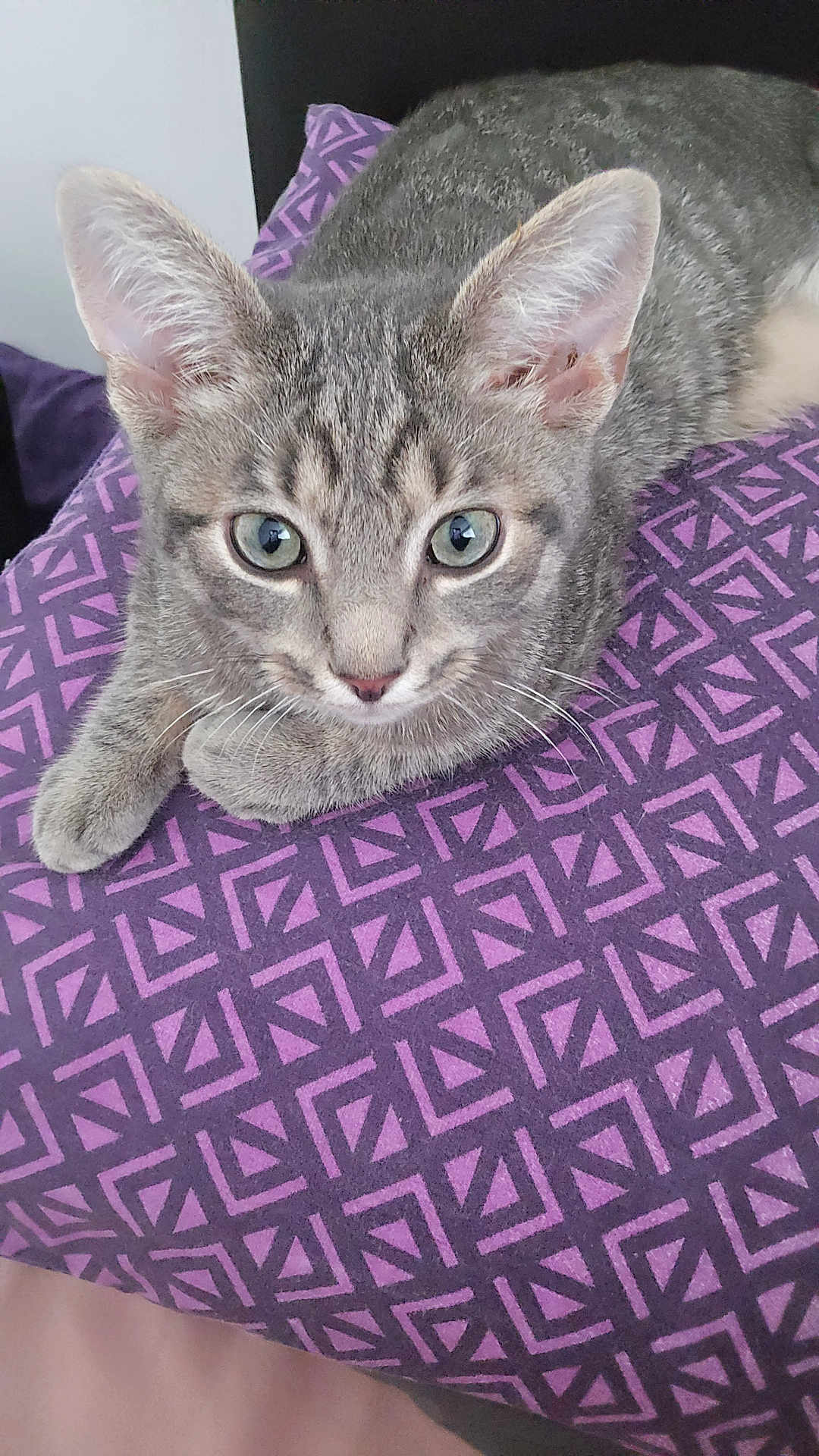 Chive
