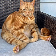 Tiggs joined the competition — help win amazing prizes! cat, orange_tabby, feline, pet, animal, paws, pink_pads, fur, whiskers, ears, outdoor_chair, woven_chair, cushion, relaxed, seated, domestic_cat, portrait, resting, closeup, natural_light