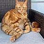 cat, orange_tabby, feline, pet, animal, paws, pink_pads, fur, whiskers, ears, outdoor_chair, woven_chair, cushion, relaxed, seated, domestic_cat, portrait, resting, closeup, natural_light