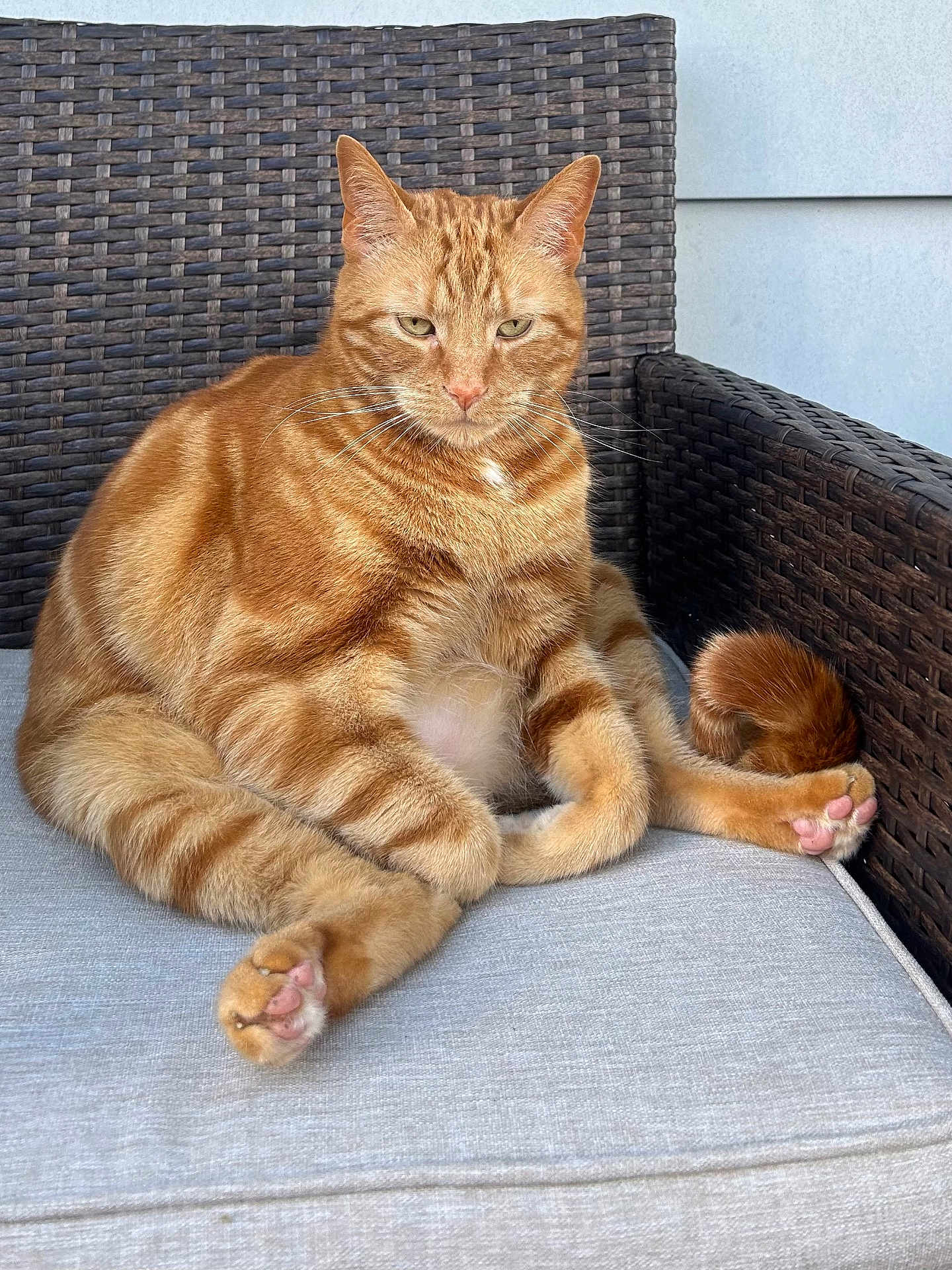 Tiggs joined the competition — help win amazing prizes! cat, orange_tabby, feline, pet, animal, paws, pink_pads, fur, whiskers, ears, outdoor_chair, woven_chair, cushion, relaxed, seated, domestic_cat, portrait, resting, closeup, natural_light