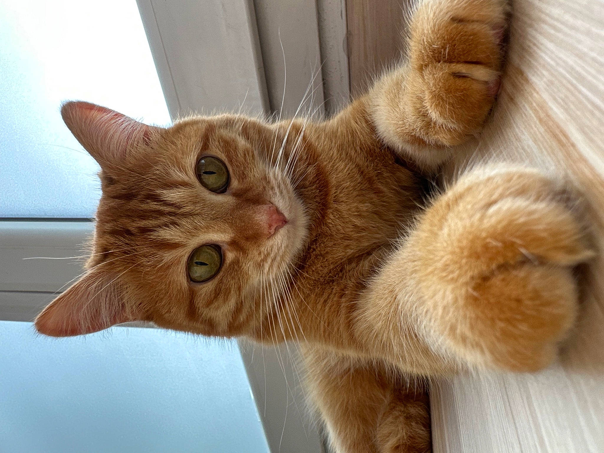 Rouxy a rejoint le concours — aidez-le/la à gagner de superbes lots ! carnivore, cat, claw, close_up, comfort, domestic_short_haired_cat, fawn, felidae, fur, paw, small_to_medium_sized_cats, snout, tail, whiskers, window, wood