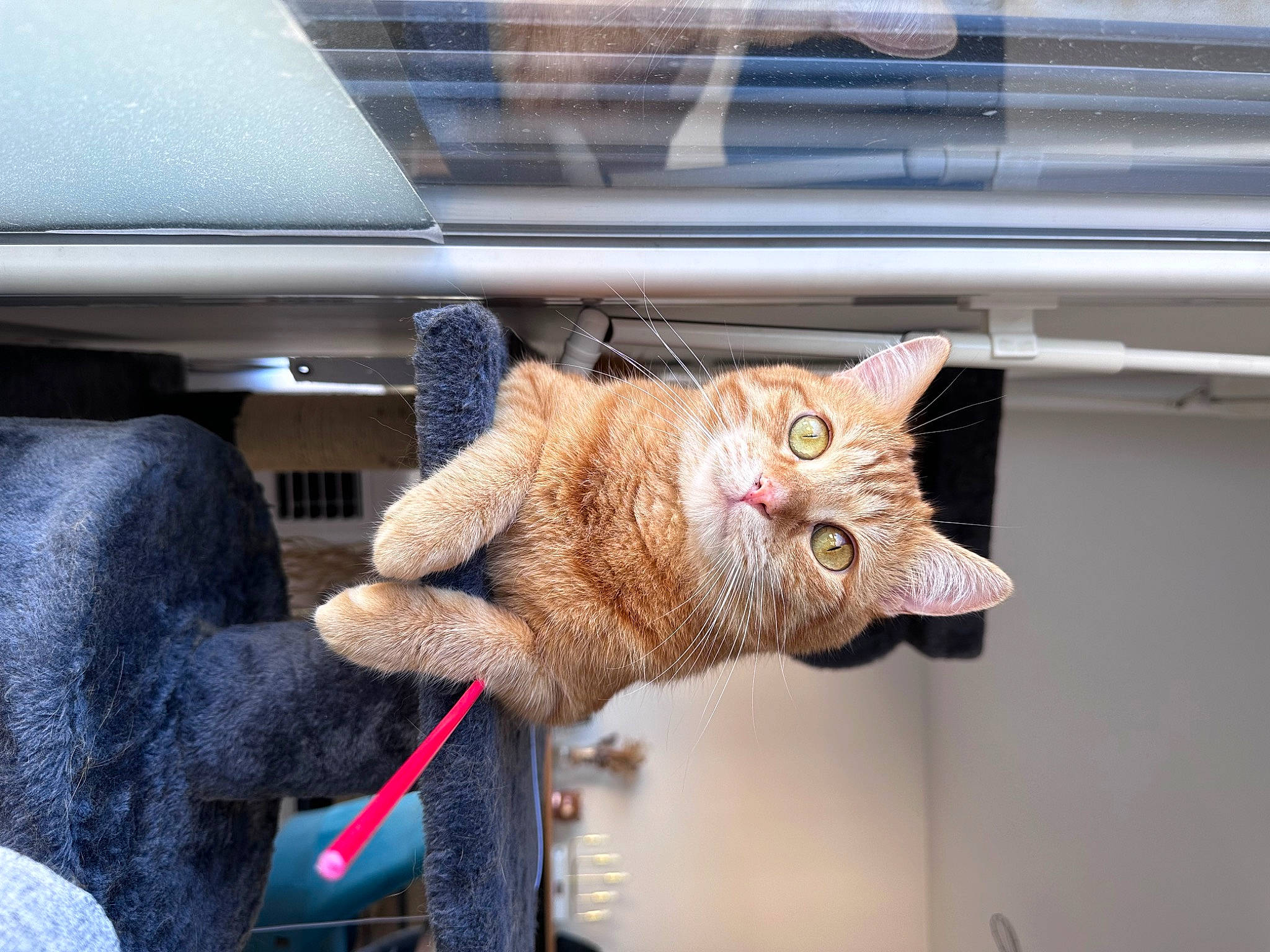 Rouxy a rejoint le concours — aidez-le/la à gagner de superbes lots ! auto_part, canidae, carnivore, cat, claw, domestic_short_haired_cat, fawn, felidae, fur, paw, plant, small_to_medium_sized_cats, snout, sporting_group, tail, vehicle_door, whiskers, window, windshield, wood