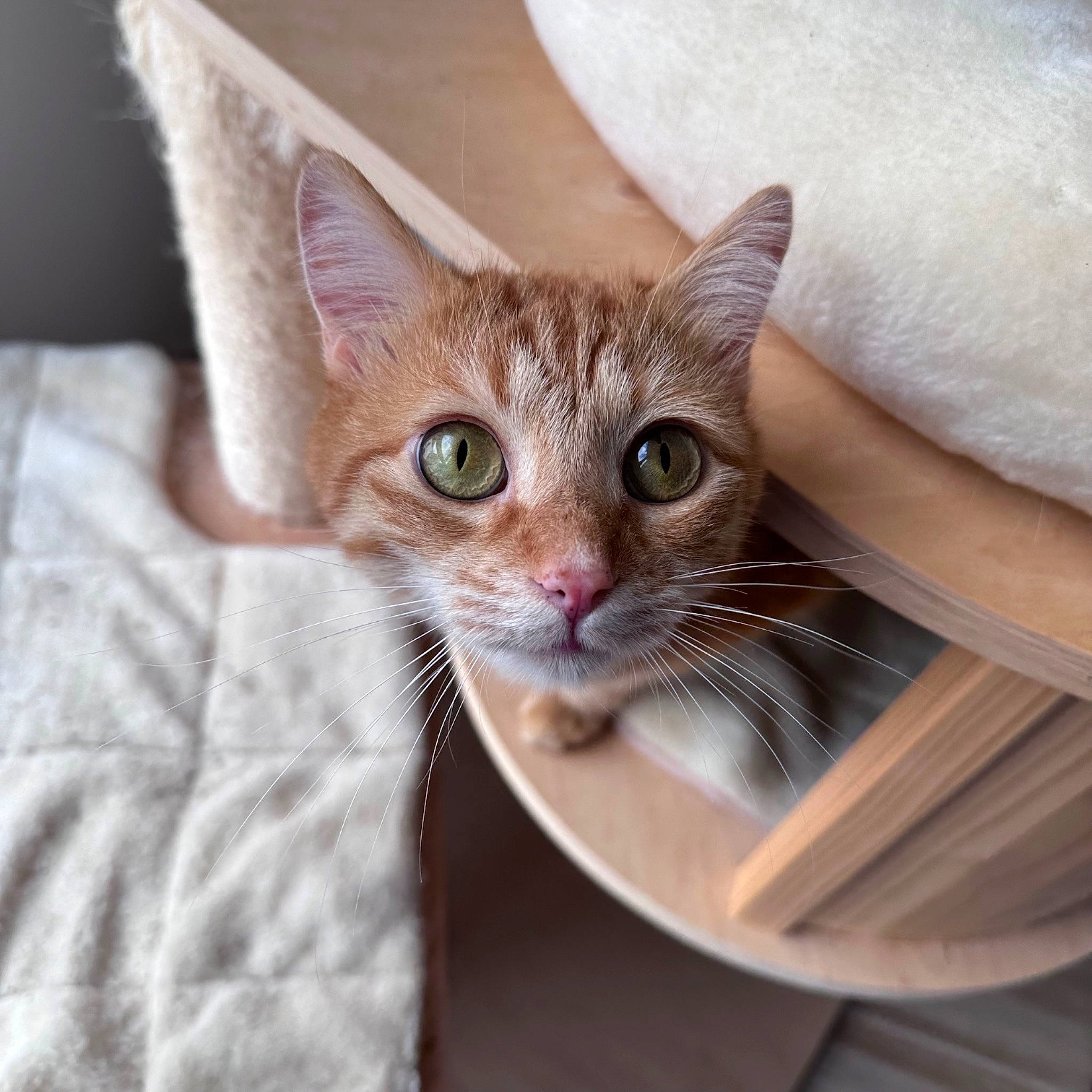 Rouxy participe au concours pour gagner de l'argent avec cette photo : carnivore, cat, cat_supply, comfort, domestic_short_haired_cat, ear, eye, eyelash, fashion_accessory, fawn, felidae, fur, linens, paw, small_to_medium_sized_cats, snout, whiskers, window