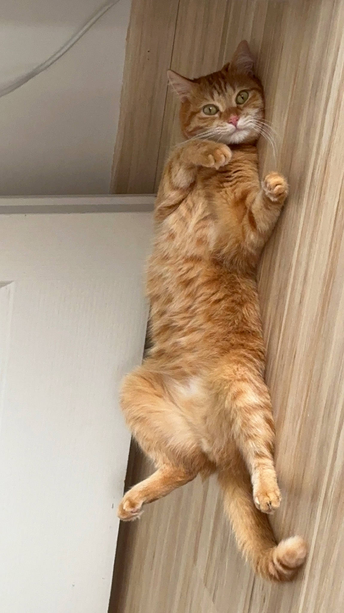 Rouxy a rejoint le concours — aidez-le/la à gagner de superbes lots ! carnivore, cat, claw, domestic_short_haired_cat, door, fawn, felidae, flooring, fur, hardwood, human_leg, paw, small_to_medium_sized_cats, snout, tail, terrestrial_animal, whiskers, wood, wood_stain