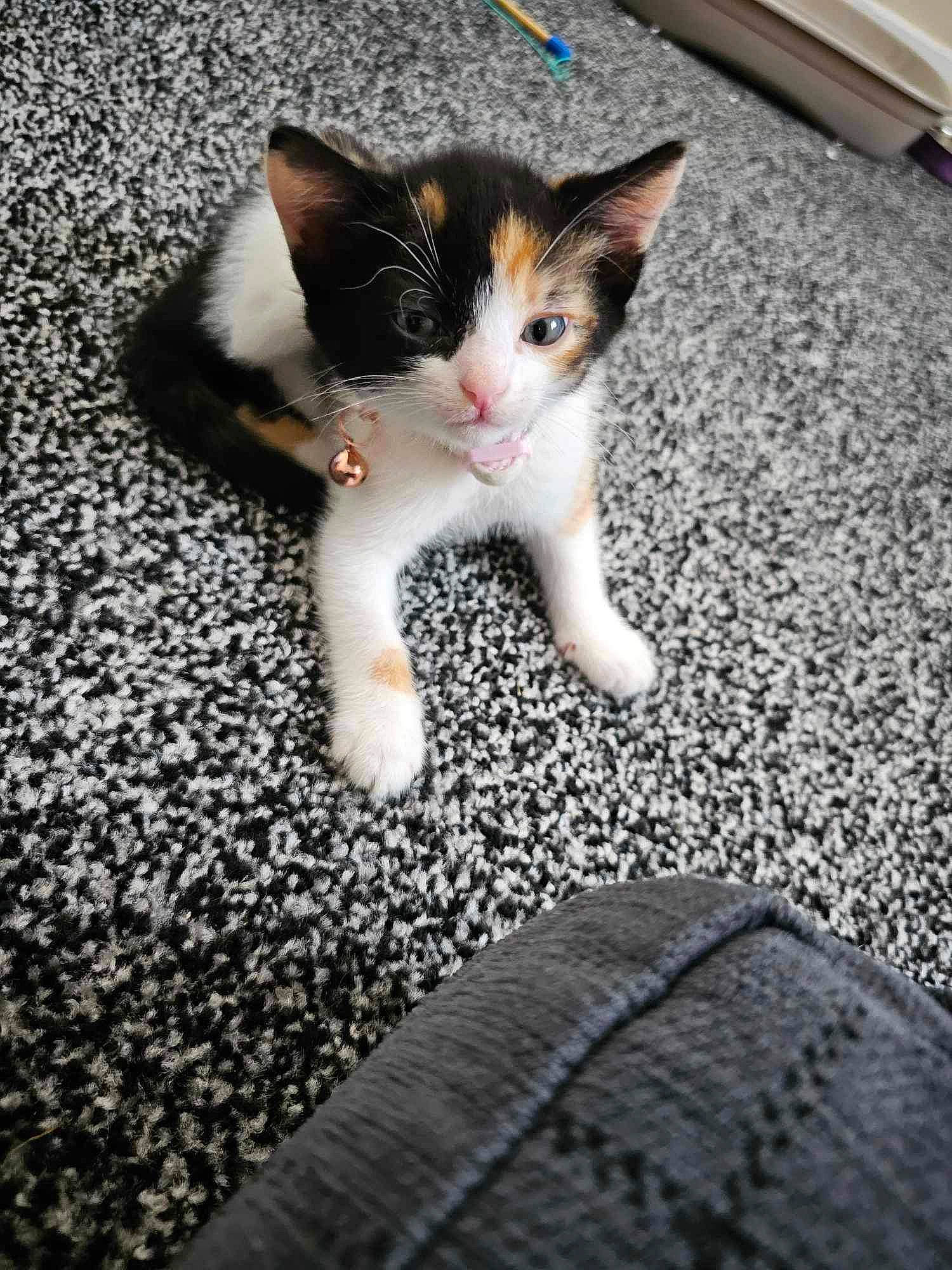 Ariel joined the competition — help win amazing prizes! asphalt, carnivore, carpet, cat, claw, domestic_short_haired_cat, eye, felidae, flooring, foot, fur, human_leg, leg, paw, photo_caption, road_surface, small_to_medium_sized_cats, snout, tail, whiskers