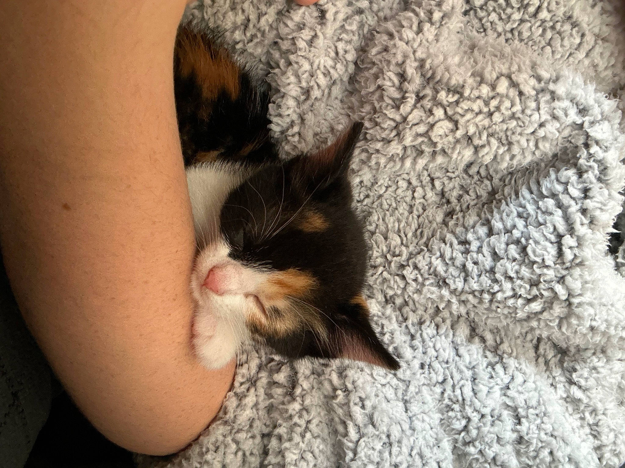 Ariel is registered to the contest to win money with this photo: beard, carnivore, cat, claw, comfort, domestic_short_haired_cat, fawn, felidae, foot, fur, grass, human_leg, nail, paw, small_to_medium_sized_cats, snout, tail, tree, whiskers, wood