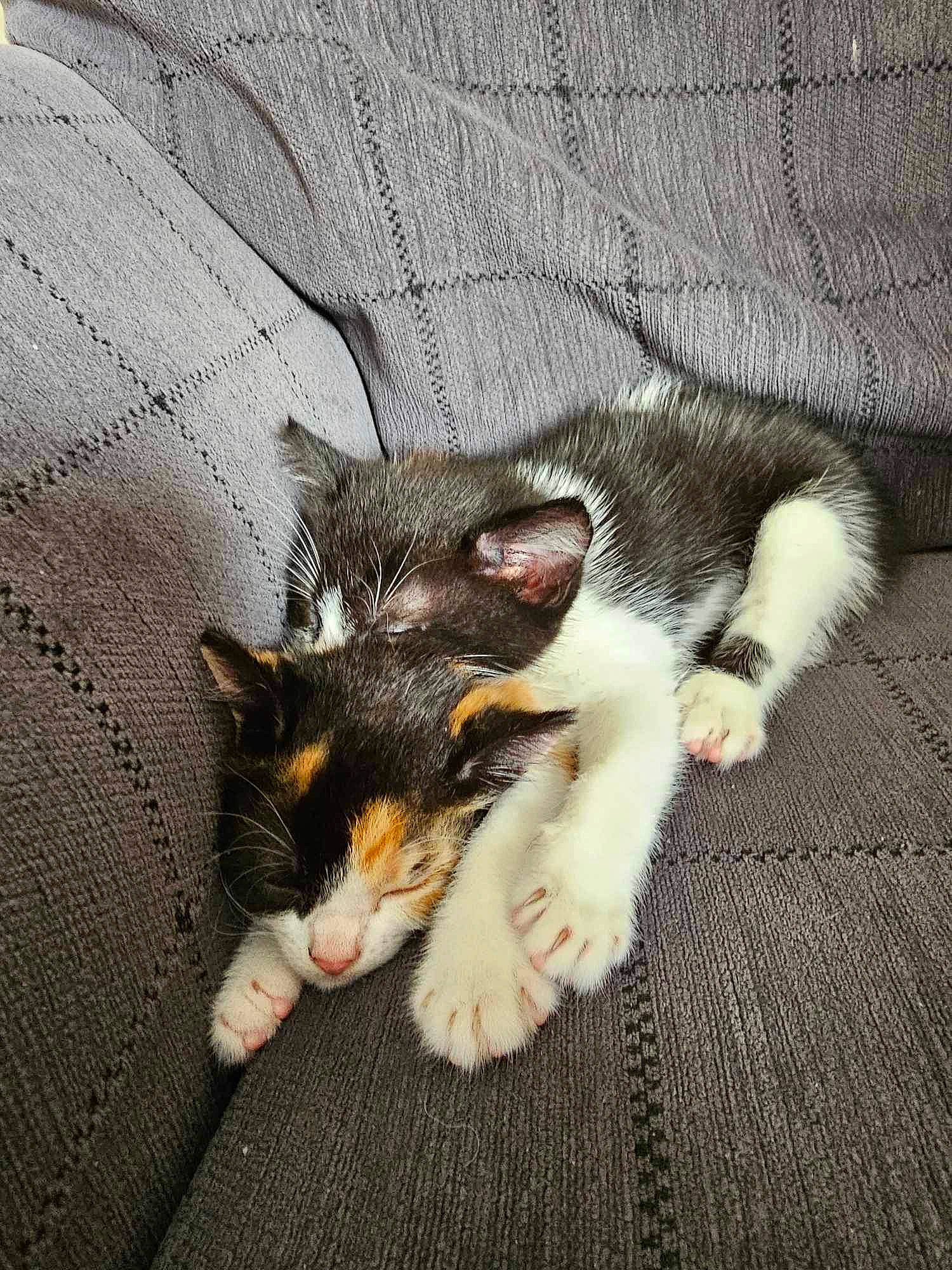 Ariel joined the competition — help win amazing prizes! canidae, carnivore, cat, claw, comfort, companion_dog, dog_breed, domestic_short_haired_cat, felidae, fur, grey, paw, small_to_medium_sized_cats, snout, sporting_group, tail, whiskers