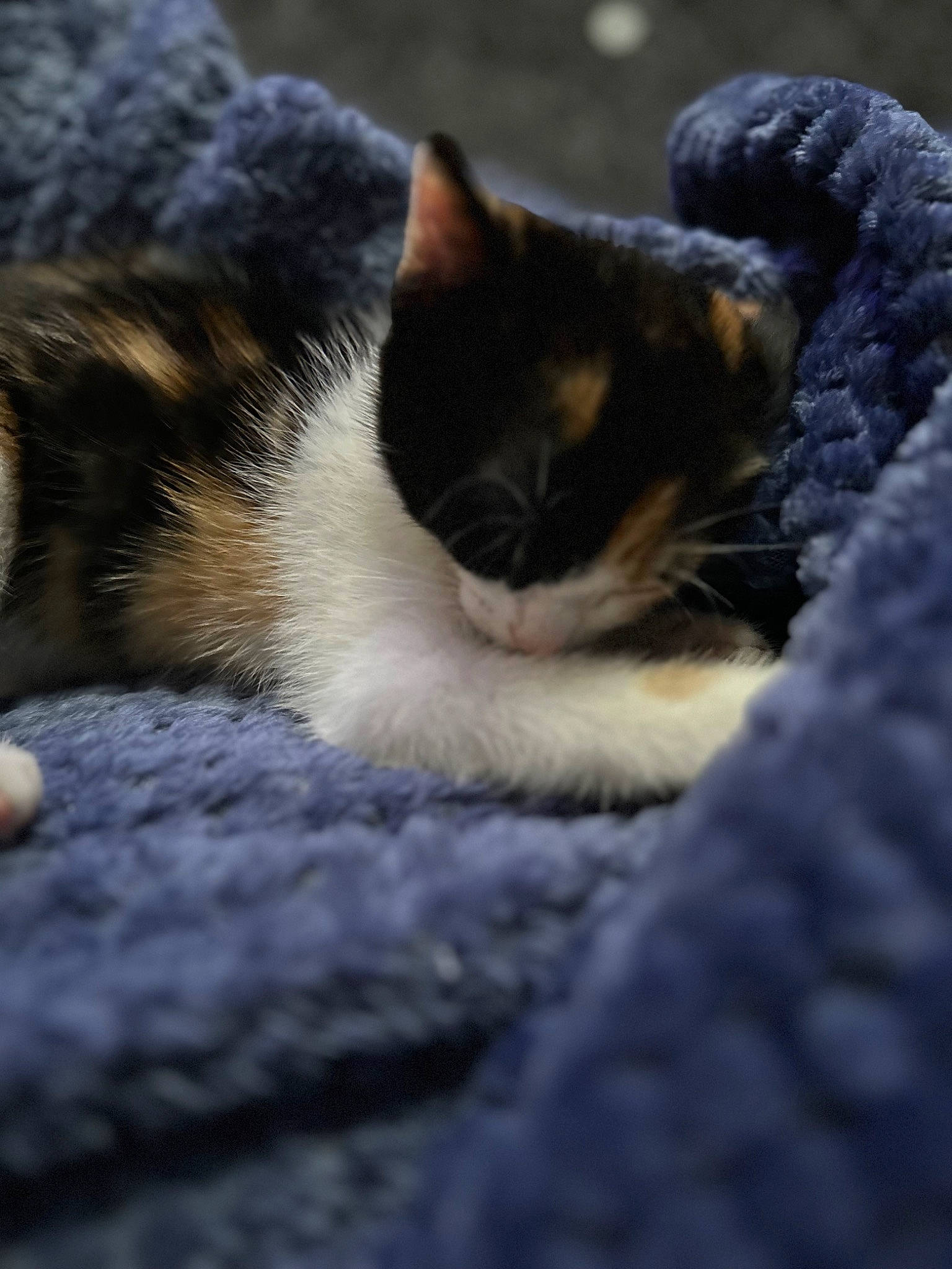 Ariel joined the competition — help win amazing prizes! carnivore, cat, comfort, domestic_short_haired_cat, electric_blue, eye, felidae, fur, grass, grey, monochrome_photography, nap, paw, small_to_medium_sized_cats, snout, tail, terrestrial_animal, tree, whiskers, wildlife