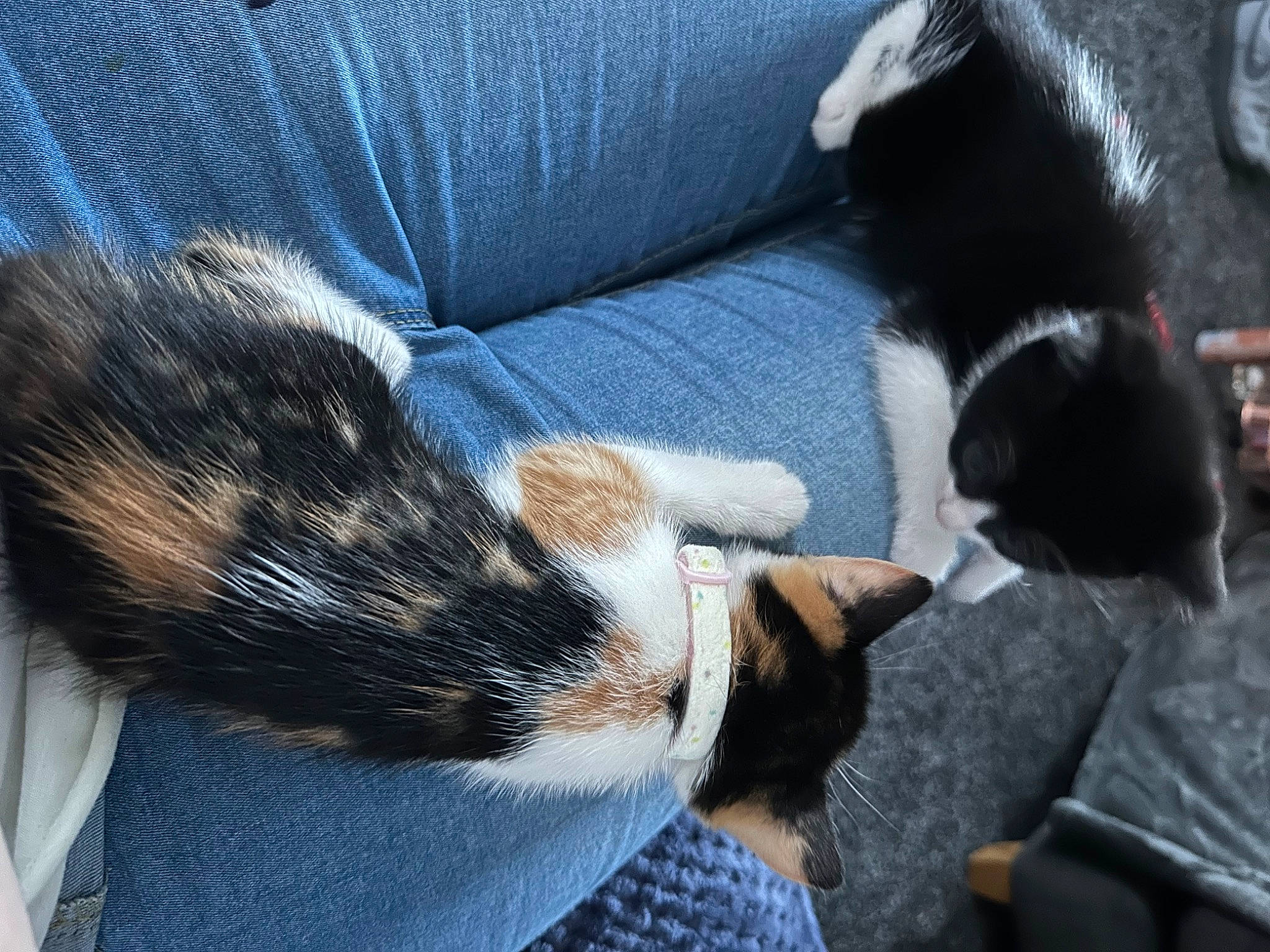 Lilo is registered to the contest to win money with this photo: carnivore, cat, claw, comfort, companion_dog, couch, dog_breed, domestic_short_haired_cat, electric_blue, felidae, foot, fur, human_leg, nap, paw, small_to_medium_sized_cats, snout, tail, terrestrial_animal, whiskers