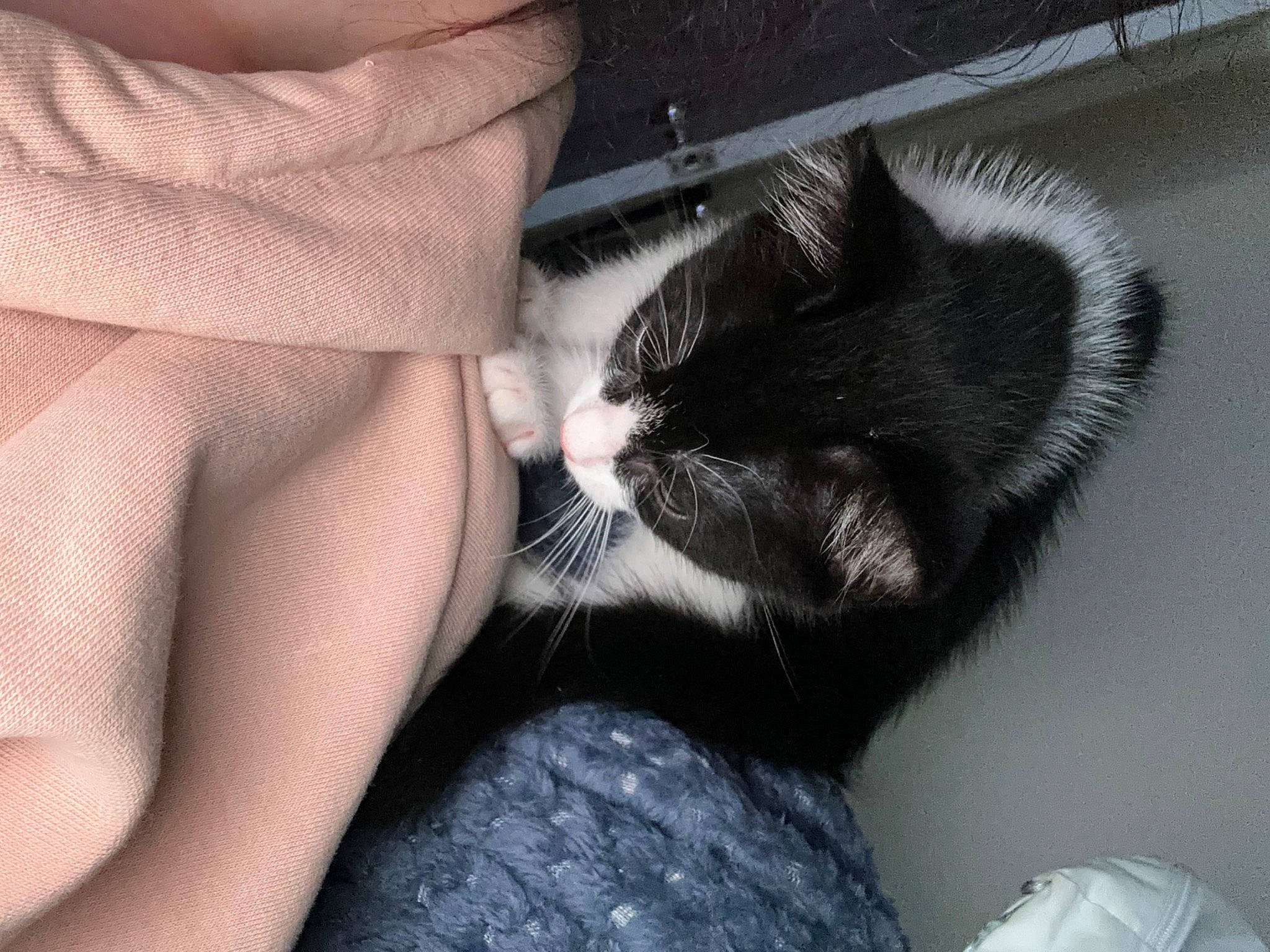 Lilo joined the competition — help win amazing prizes! arm, carnivore, cat, close_up, comfort, elbow, eye, felidae, foot, gesture, grey, human_body, human_leg, leg, nail, neck, small_to_medium_sized_cats, snout, thigh, whiskers