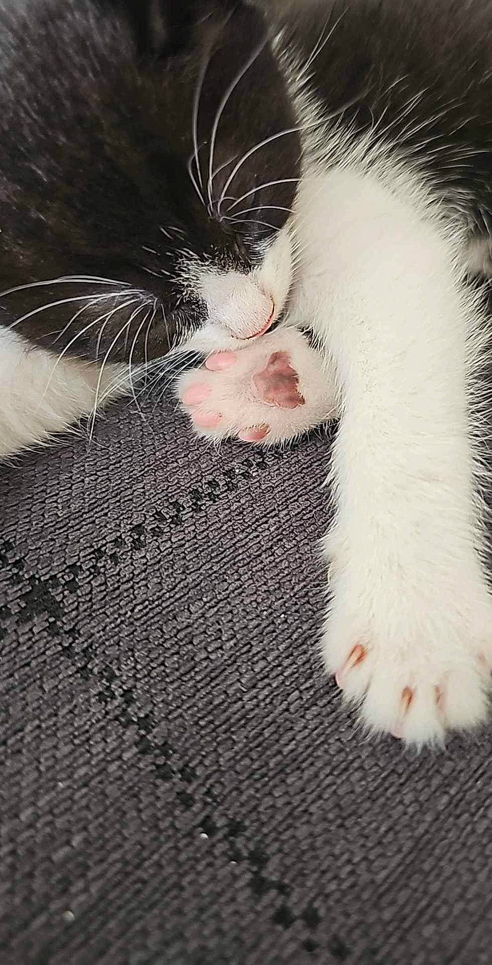 Lilo is registered to the contest to win money with this photo: carnivore, cat, claw, comfort, domestic_short_haired_cat, felidae, flooring, foot, fur, gesture, paw, photo_caption, small_to_medium_sized_cats, snout, tail, whiskers