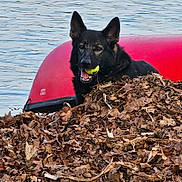 Tazer is registered to the contest to win money with this photo: animal, canine, dog, ears, fur, german_shepherd, kayak, lake, leaves, nature, outdoor, pet, pile, playful, red, relaxed, river, tennis_ball, tongue, water