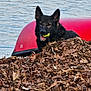 animal, canine, dog, ears, fur, german_shepherd, kayak, lake, leaves, nature, outdoor, pet, pile, playful, red, relaxed, river, tennis_ball, tongue, water