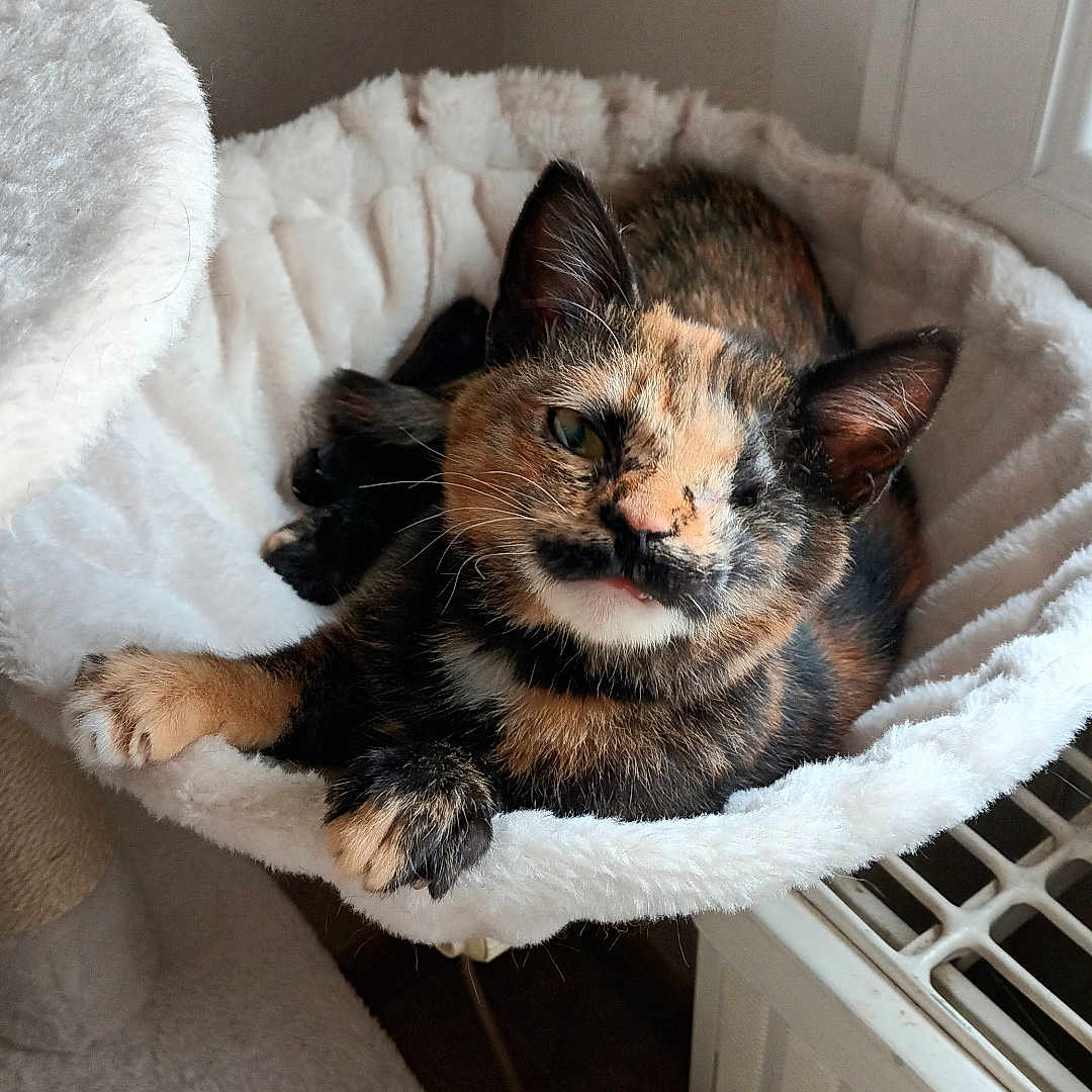 Alexiane a rejoint le concours — aidez-le/la à gagner de superbes lots ! animal, bed, cat, cozy, curious, cute, ears, feline, fur, hammock, home, indoor, paw, pet, relaxed, resting, soft_light, tortoiseshell, whiskers, window