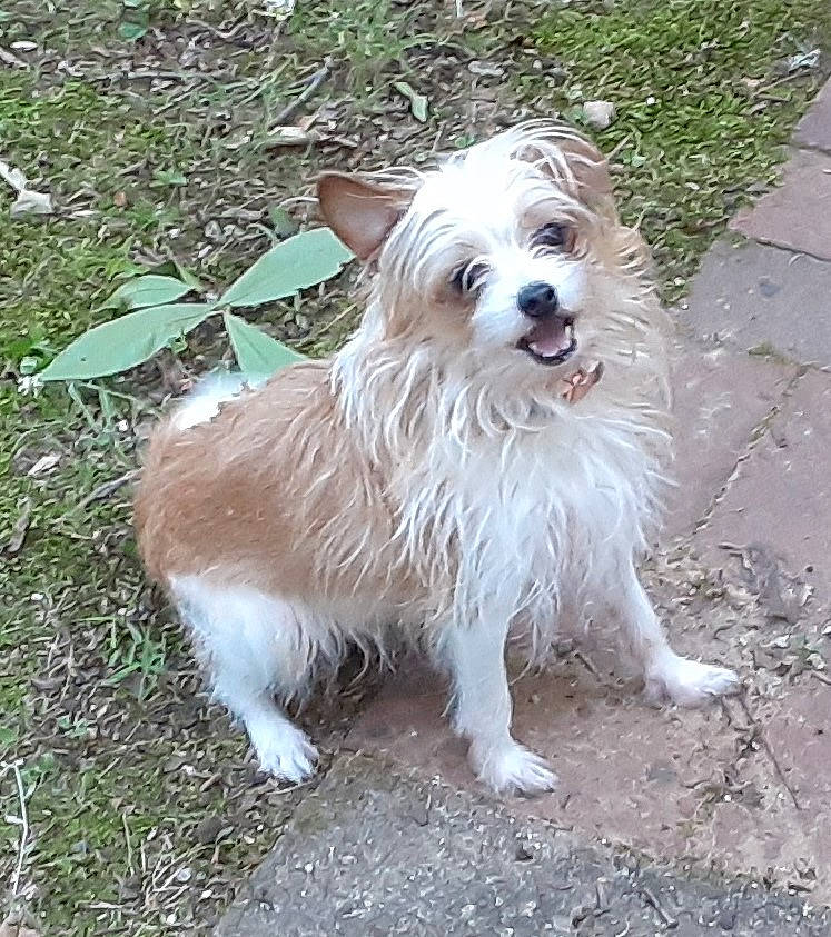 Gigi joined the competition — help win amazing prizes! ancient_dog_breeds, carnivore, companion_dog, dog, dog_breed, fur, grass, non_sporting_group, pomeranian, small_terrier, sporting_group, terrier, toy_dog, working_animal