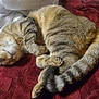 animal, blanket, cat, cozy, curled_up, cute, domestic_cat, feline, fur, indoor, paw, pet, red, relaxation, resting, sleeping, tabby, tail, whiskers, white_pillow