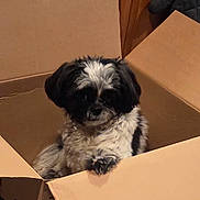 Gizmo joined the competition — help win amazing prizes! puppy, dog, cardboard_box, pet, cute, fluffy, black_and_white, indoor, animal, paw, curious, small_dog, furry, container, home, cozy, looking, sitting, young_dog, domestic_animal