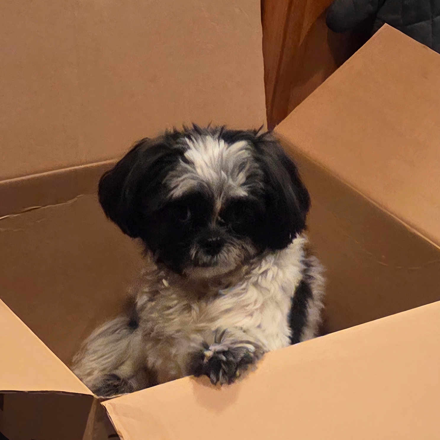 Gizmo joined the competition — help win amazing prizes! animal, black_and_white, cardboard_box, container, cozy, curious, cute, dog, domestic_animal, fluffy, furry, home, indoor, looking, paw, pet, puppy, sitting, small_dog, young_dog