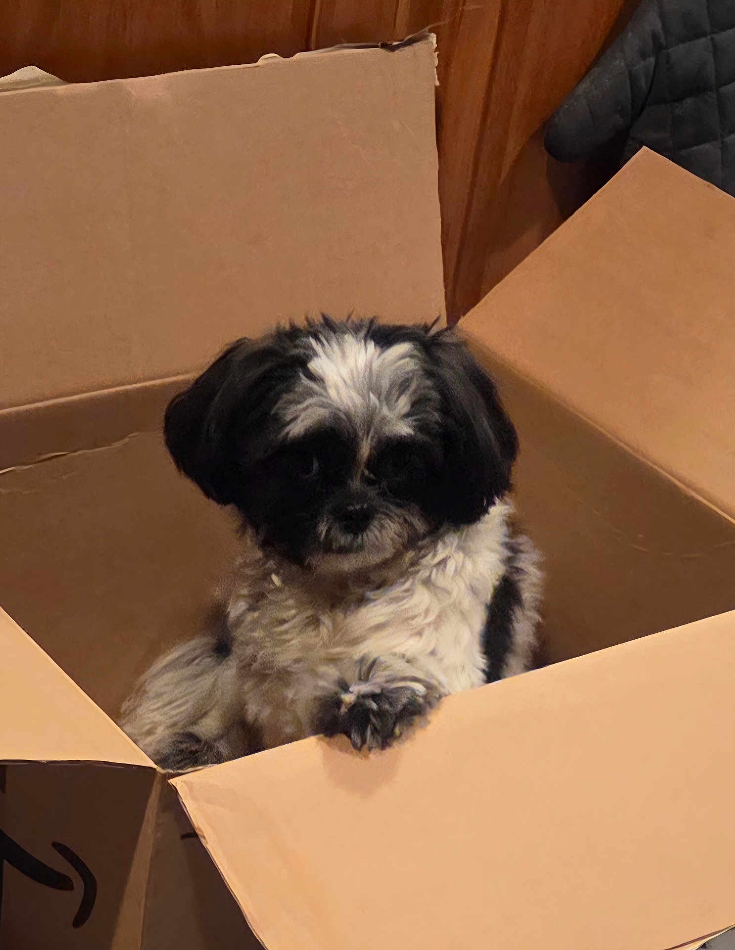 Gizmo joined the competition — help win amazing prizes! puppy, dog, cardboard_box, pet, cute, fluffy, black_and_white, indoor, animal, paw, curious, small_dog, furry, container, home, cozy, looking, sitting, young_dog, domestic_animal