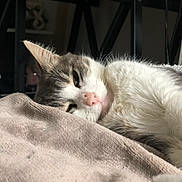 Choupette participe au concours pour gagner de l'argent avec cette photo : cat, pet, sleeping_cat, cozy, blanket, bed, indoor, whiskers, pink_nose, fur, close_up, portrait, relaxed, ear, soft_texture, desk, desk_legs, shadow, natural_light, home
